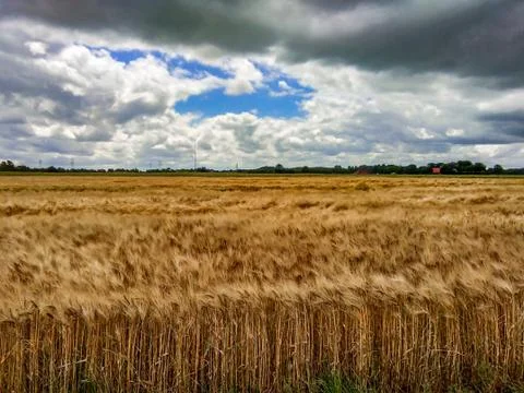 Wheat field germany Stock Photos