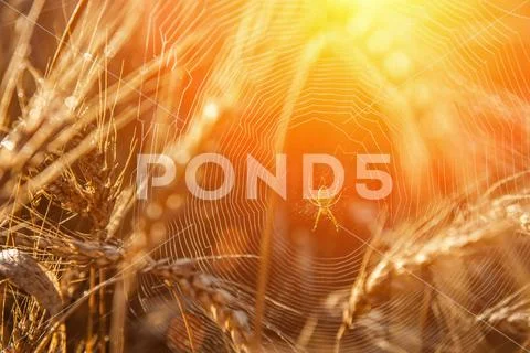 Wheat field with a glint of the sun. Golden ears of wheat or rye. Whole grain Stock Photos