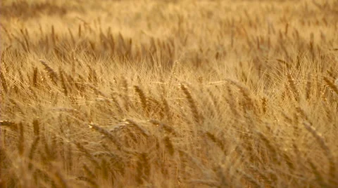 Wheat field of gold color. Real time. Vidéo gratuite 65265860