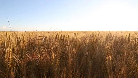 Wheat field. Golden ears of wheat moving by the wind in slow motion Stock Footage