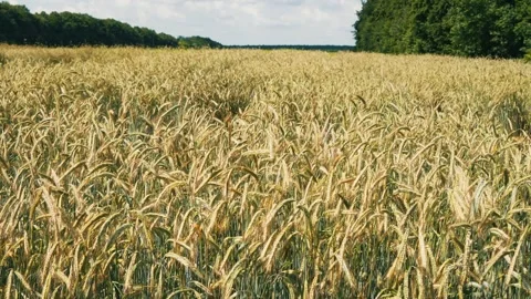Wheat field. Golden ears of wheat swaying in the wind, growing grain crops Stock Footage 245942435