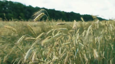 Wheat field. Golden ears of wheat swaying in the wind, growing grain crops Stock Footage 245942489