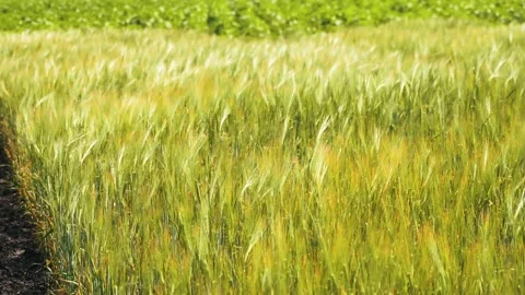 Wheat field. Golden ears of wheat swaying in the wind, growing grain crops Stock Footage 246966682