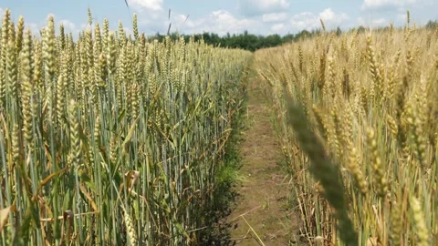 Wheat field. Golden ears of wheat swaying in the wind, growing grain crops Stock Footage 247055449