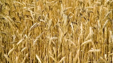 Wheat Field. Golden ears of wheat close up Stock Footage 252520004
