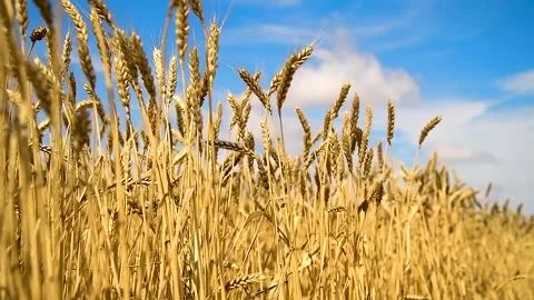 Wheat Field. Golden ears of wheat close up Видео 252520018
