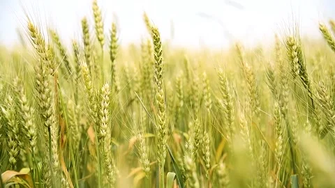 Wheat Field. Golden ears of wheat close up Vidéo 253085688