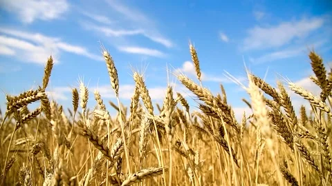 Wheat Field. Golden ears of wheat close up Stock Footage 254338619