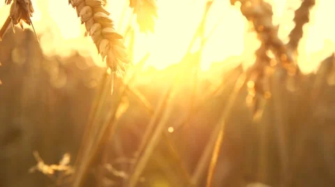 Wheat Field. Golden Wheat Dry Ears close up. Stock Footage