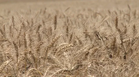 Wheat Field, grain. Video stock 37381940