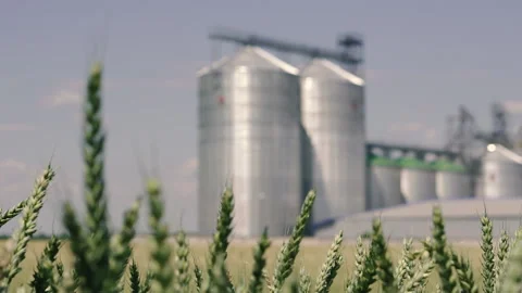Wheat field. A grain mill stands in the middle of a green field of wheat. Stock Footage 151238217