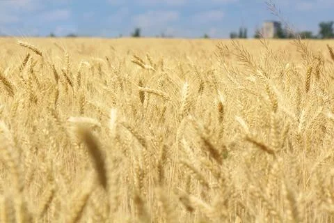 Wheat field, grain Stock Photos
