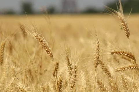 Wheat field, grain Stock Photos
