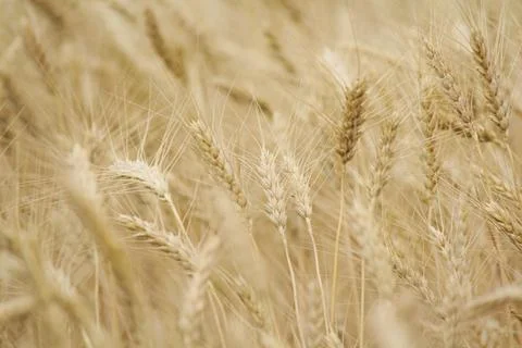 Wheat field, grain Foto stock