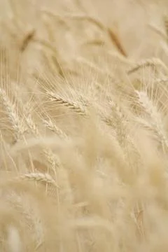 Wheat field, grain Stock Photos