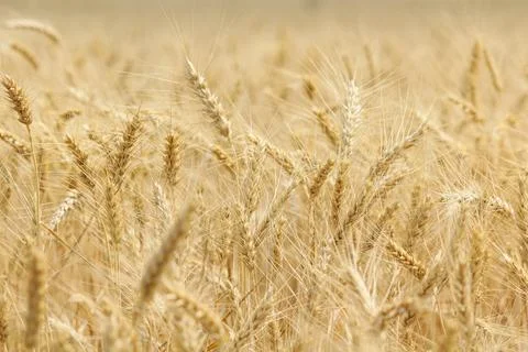 Wheat field, grain Stock Photos