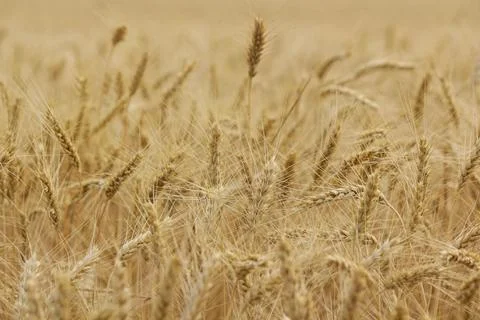 Wheat field, grain Foto stock