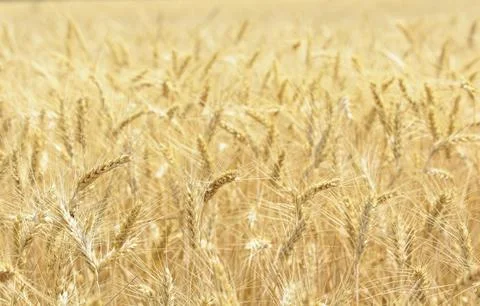 Wheat field, grain Stock Photos