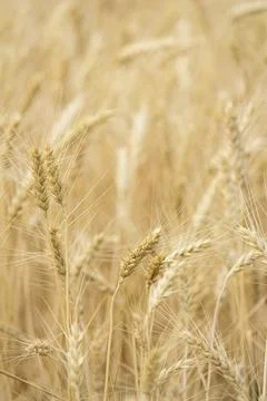 Wheat field, grain Stock Photos
