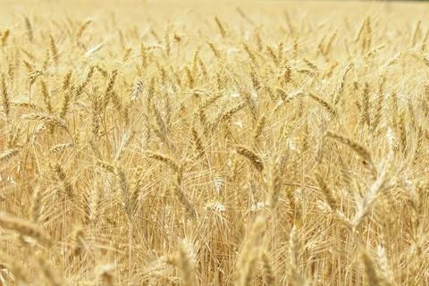 Wheat field, grain Stock Photos