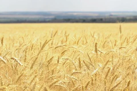 Wheat field, grain Foto stock