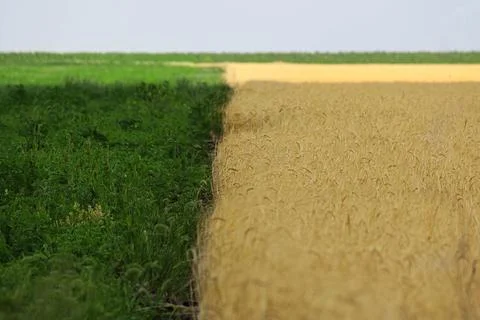 Wheat field, grain Stock Photos