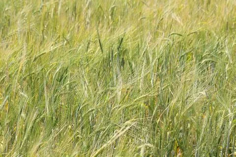 Wheat field, grain Stock Photos