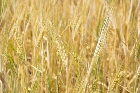 Wheat field, grain Stock Photos
