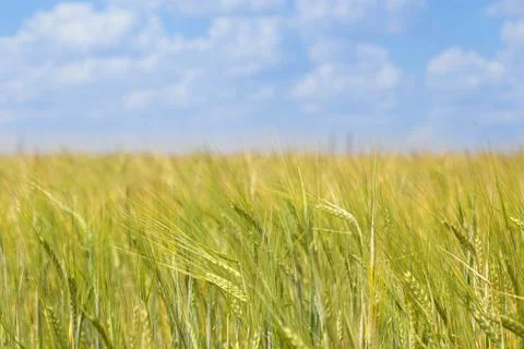 Wheat field, grain Stock Photos