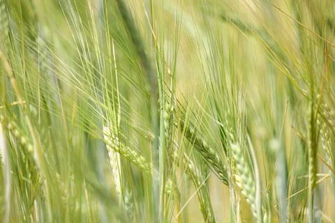 Wheat field, grain Stock Photos