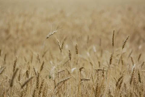 Wheat field, grain Stock Photos