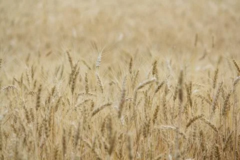 Wheat field, grain Stock Photos