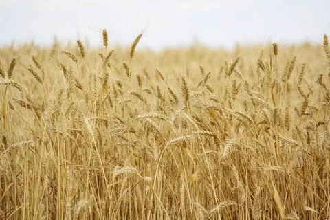 Wheat field, grain Stock Photos