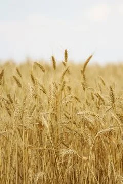 Wheat field, grain Stock Photos