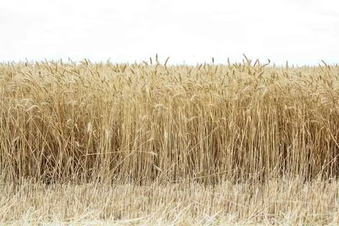 Wheat field, grain Stock Photos