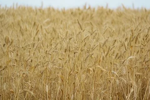 Wheat field, grain Stock Photos