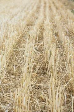 Wheat field, grain Stock Photos