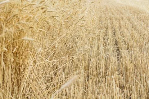 Wheat field, grain Stock Photos