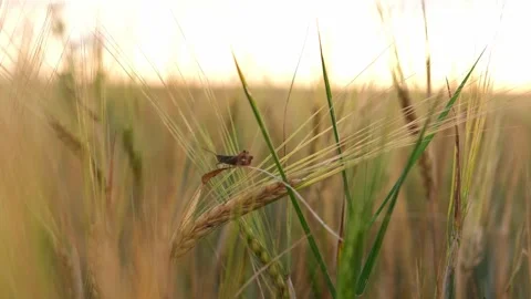 Wheat field with grasshopper Stock-Footage 192999922