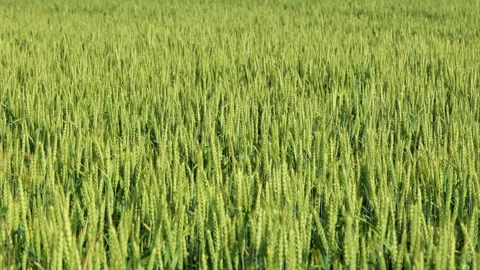 A wheat field with green colors under the spring sunshine, creating picturesque Stock Footage 279182121