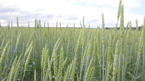 Wheat field with green ears Stock Footage 159563221