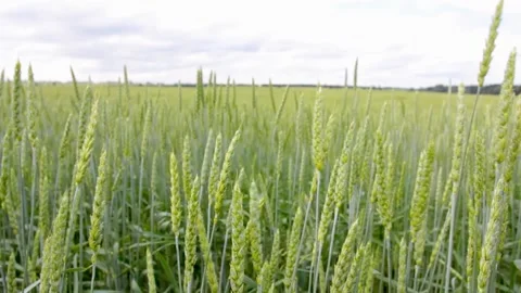 Wheat field with green ears Stock Footage 159563340