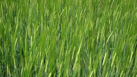 Wheat field. Green fields in spring. Cereals. Stock Footage 267311969