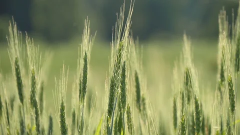 Wheat field. Green young ears of wheat in the field sway in the wind Stock Footage 119447245