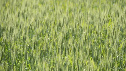Wheat field. Green young ears of wheat in the field sway in the wind Stock Footage 119447368