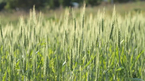 Wheat field. Green young ears of wheat in the field sway in the wind 库存影片 119448238