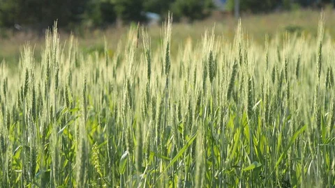 Wheat field. Green young ears of wheat in the field sway in the wind Stock Footage 119448905