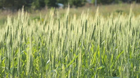 Wheat field. Green young ears of wheat in the field sway in the wind 動画素材 119449260