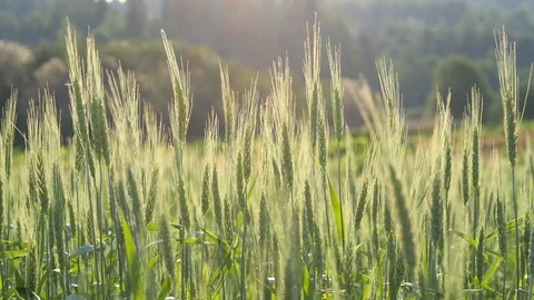 Wheat field. Green young ears of wheat in the field sway in the wind Stock Footage 119450359