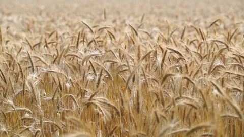 Wheat field h264 0029 Stock Footage 75751166